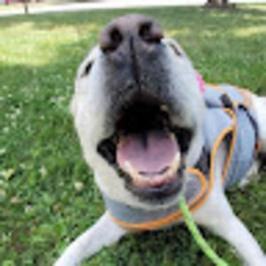 Meet your Posher, William